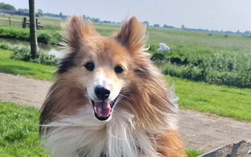 Chico
